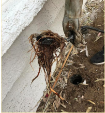 auger to remove tree roots from pipes